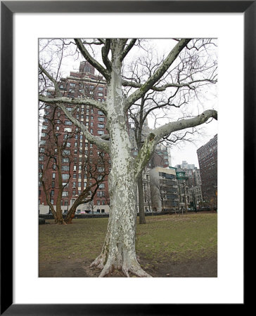 City Tree by Miguel Paredes Pricing Limited Edition Print image