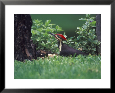 Pileated Woodpecker At Stump, Louisville, Kentucky, Usa by Adam Jones Pricing Limited Edition Print image