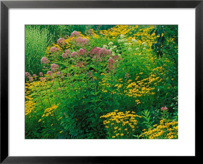 Black-Eyed Susans And Sweet Joe-Pye Weed In The Holden Arboretum, Cleveland, Ohio, Usa by Adam Jones Pricing Limited Edition Print image