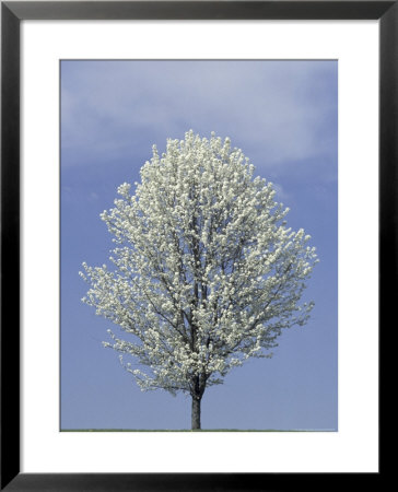 Bradford Pear In Full Bloom, Louisville, Kentucky, Usa by Adam Jones Pricing Limited Edition Print image
