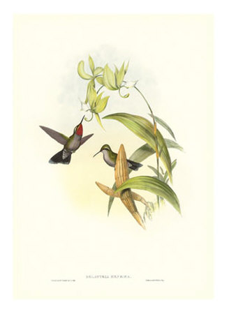 Gould Hummingbird Iv by John Gould Pricing Limited Edition Print image
