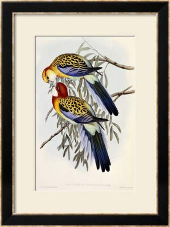 Eastern Rosella (Platycercus Eximius), First Edition, 1840-1869 by John Gould Pricing Limited Edition Print image