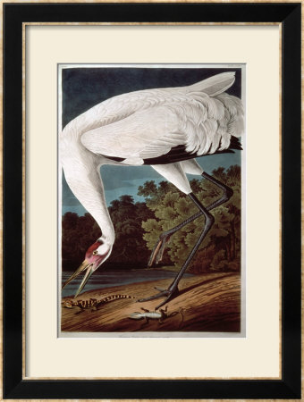 Whooping Crane, From Birds Of America by John James Audubon Pricing Limited Edition Print image