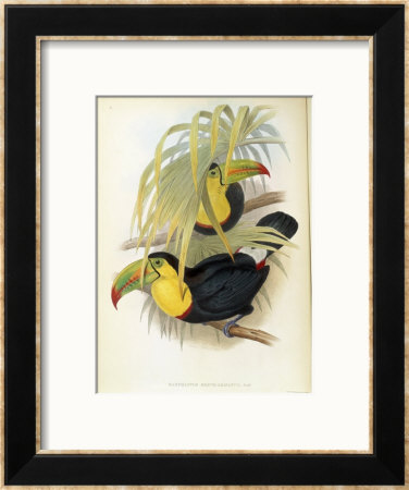 Short-Billed Toucan by John Gould Pricing Limited Edition Print image