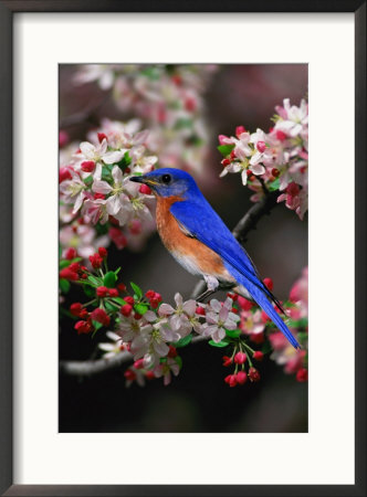 Male Eastern Bluebird Among Crabapple Blossoms, Kentucky, Usa by Adam Jones Pricing Limited Edition Print image