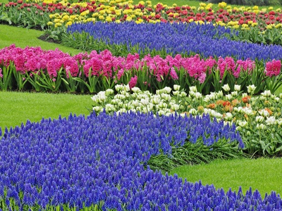 Pattern Of Hyacinth And Tulip Flowers In Keukenhof Gardens, Lisse, Netherlands by Adam Jones Pricing Limited Edition Print image
