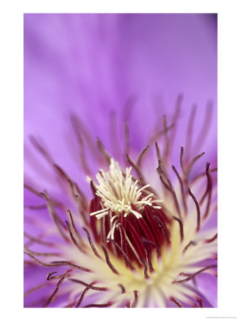 Clematis Flower, Close-Up by Adam Jones Pricing Limited Edition Print image
