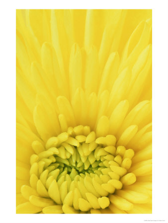 Close-Up Pattern In Yellow Mum by Adam Jones Pricing Limited Edition Print image
