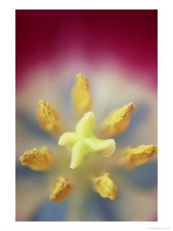 Close-Up Of Tulip Stamen by Adam Jones Pricing Limited Edition Print image