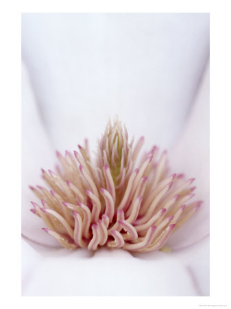 Yulan Magnolia, Magnolia Denudata Blossom Details Louisville, Kentucky by Adam Jones Pricing Limited Edition Print image