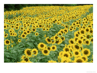 Sunflowers, Helianthus Annuus Frankfort, Ky by Adam Jones Pricing Limited Edition Print image