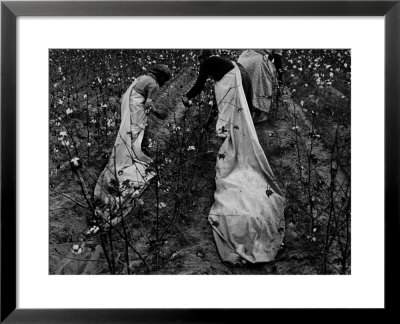 Young African American Cotton Pickers Standing In The Cotton Field With Their Sacks by Ben Shahn Pricing Limited Edition Print image