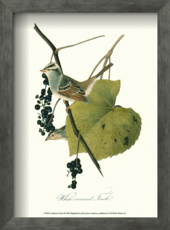 Finch by John James Audubon Pricing Limited Edition Print image
