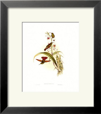 Small Gould Hummingbird Ii by John Gould Pricing Limited Edition Print image
