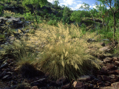 Spinifex Grass, Kakadu National Park, Australia by Richard Davies Pricing Limited Edition Print image