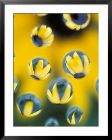 Black-Eyed Susans Seen Through Water Droplets by Adam Jones Pricing Limited Edition Print image