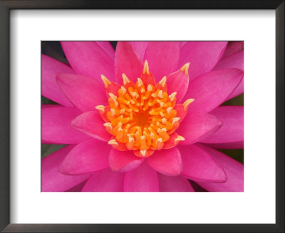 Hybrid Water Lily, Louisville, Kentucky, Usa by Adam Jones Pricing Limited Edition Print image