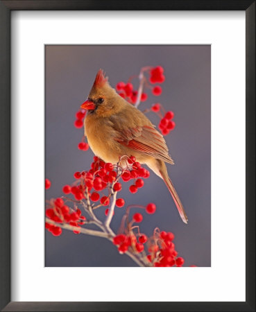 Female Northern Cardinal Among Hawthorn Berries by Adam Jones Pricing Limited Edition Print image