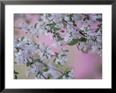 Weeping Cherry Tree Blossoms, Louisville, Kentucky, Usa by Adam Jones Pricing Limited Edition Print image