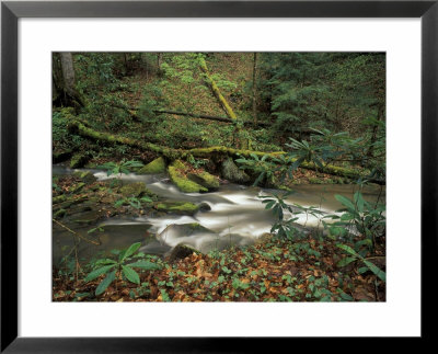 Rhododendron Along Streambed, Big South Fork National River And Recreation Area, Tennessee, Usa by Adam Jones Pricing Limited Edition Print image