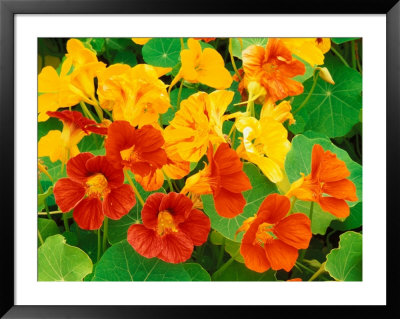 Nasturtium Flowers, Tropaeolum, Seattle, Washington, Usa by Adam Jones Pricing Limited Edition Print image