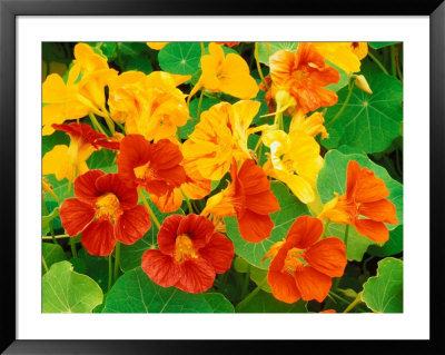 Nasturtium Flowers, Tropaeolum, Seattle, Washington, Usa by Adam Jones Pricing Limited Edition Print image