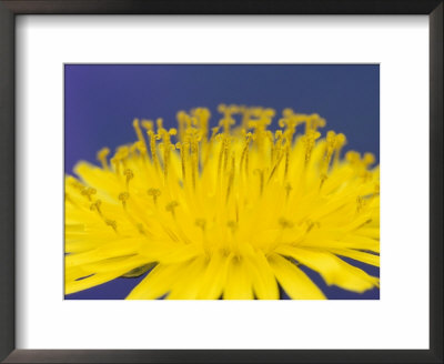 Common Dandelions In Great Smokey Mountains National Park, Tennessee, Usa by Adam Jones Pricing Limited Edition Print image