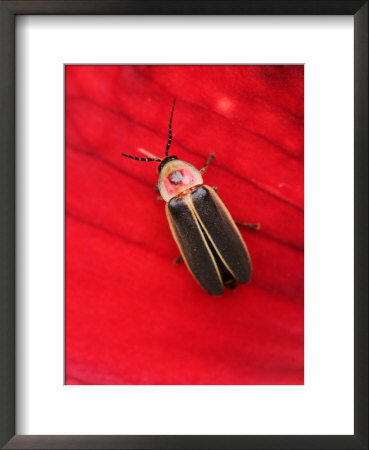 Pyralis Firefly by Adam Jones Pricing Limited Edition Print image