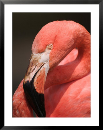 Chilean Flamingo by Adam Jones Pricing Limited Edition Print image