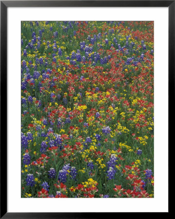 Paintbrush, Bluebonnets, And Bladderpod, Texas, Usa by Adam Jones Pricing Limited Edition Print image