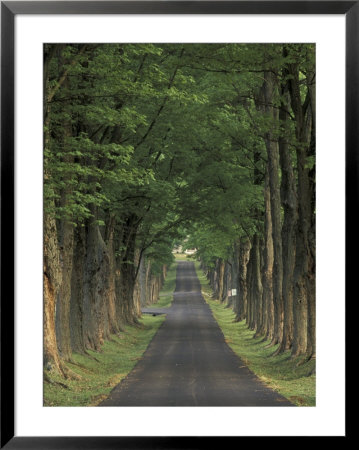 Tree-Lined Road, Louisville, Kentucky, Usa by Adam Jones Pricing Limited Edition Print image