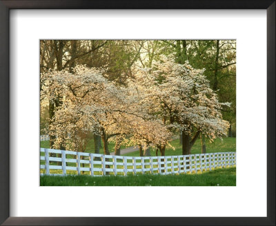 Dogwood Trees At Sunset Along Fence, Kentucky by Adam Jones Pricing Limited Edition Print image