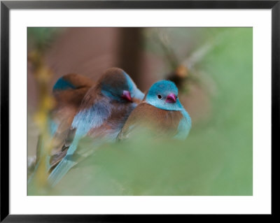 Blue-Capped Cordon Bleu by Adam Jones Pricing Limited Edition Print image