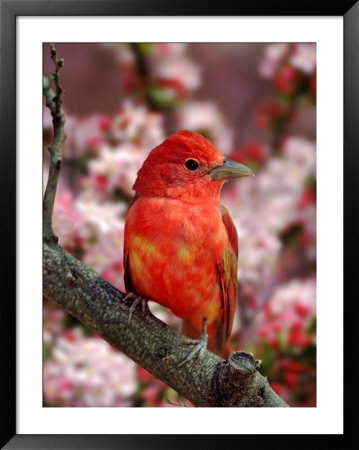Male Summer Tanager by Adam Jones Pricing Limited Edition Print image