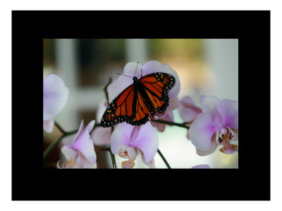 Butterfly Ii by Miguel Paredes Pricing Limited Edition Print image