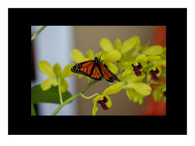 Butterfly Vii by Miguel Paredes Pricing Limited Edition Print image