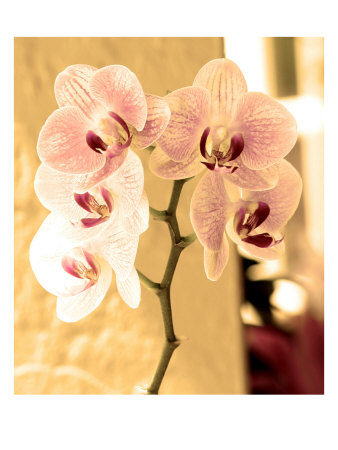 Orchids I by Miguel Paredes Pricing Limited Edition Print image