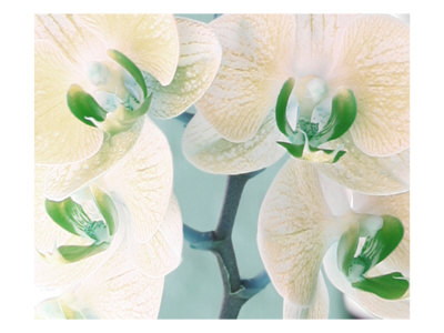 Orchids Ii by Miguel Paredes Pricing Limited Edition Print image