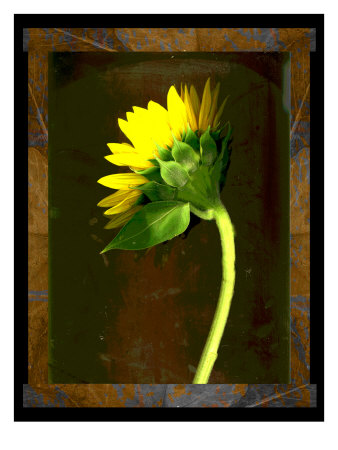 Sunflower V by Miguel Paredes Pricing Limited Edition Print image