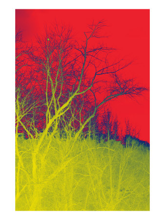Abstract Trees Ix by Miguel Paredes Pricing Limited Edition Print image