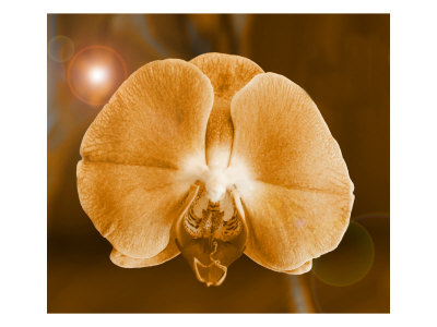 Flores Xii by Miguel Paredes Pricing Limited Edition Print image