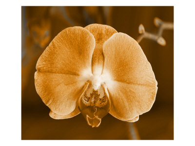 Flores Xiii by Miguel Paredes Pricing Limited Edition Print image