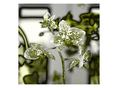 Flores Xv by Miguel Paredes Pricing Limited Edition Print image