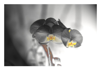 Flores Xxii by Miguel Paredes Pricing Limited Edition Print image