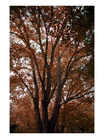 Land Tree Iv by Miguel Paredes Pricing Limited Edition Print image