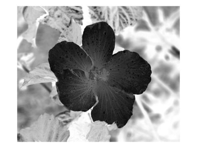 Flores Xxxi by Miguel Paredes Pricing Limited Edition Print image