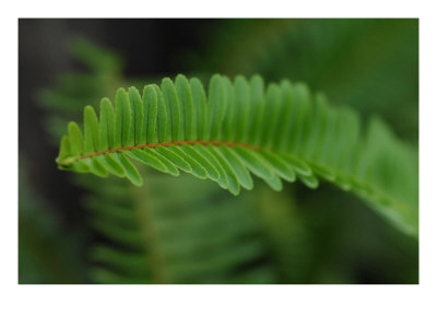 Fern Tip Ii by Miguel Paredes Pricing Limited Edition Print image