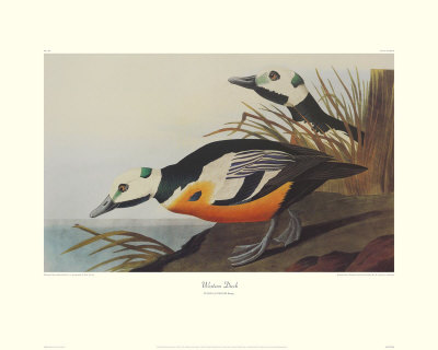 Western Duck by John James Audubon Pricing Limited Edition Print image