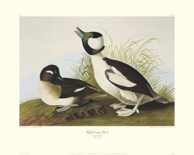 Buffel-Headed Duck by John James Audubon Pricing Limited Edition Print image