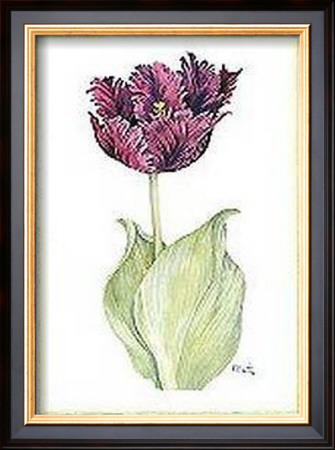 Tulipa Black Parrot by Paul Brent Pricing Limited Edition Print image